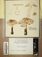 Inocybe bongardii (Weinm.) Quél.