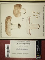 Agaricus campestris L. : Fr.