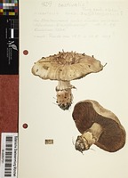 Agaricus aestivalis (F.H. Møller) Pilát
