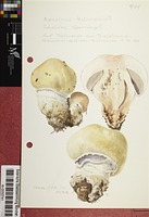 Agaricus bitorquis (Quél.) Sacc.
