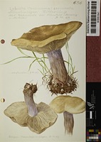 Lepista personata (Fr. : Fr.) Cooke