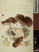 Leucopaxillus gentianeus (Quél.) Kotl.