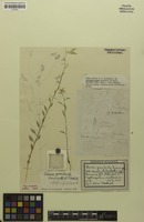 Isotype of Celosia gracilenta Suess. & Overkott [family AMARANTHACEAE]