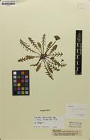 Type? of Leontodon taraxacoides Hoppe [family ASTERACEAE]