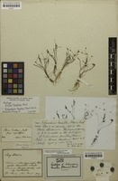 Holotype of Alisma tenellum Mart. ex Schult.f. [family ALISMATACEAE]