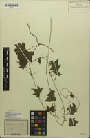 Ceratiosicyos laevis in Global Plants on JSTOR