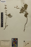 Isotype of Salvia beckeri Trautv. [family LAMIACEAE]