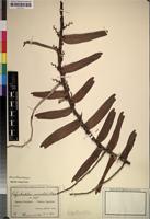 Isotype of Calyptrochilum orientale Schltr. [family ORCHIDACEAE]