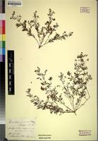 Isotype of Ornithopus coriandrinus Hochst. & Steud. [family LEGUMINOSAE-PAPILIONOIDEAE]