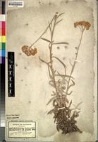 Isosyntype of Achyrocline hochstetteri Sch.Bip. ex A.Rich. [family COMPOSITAE]
