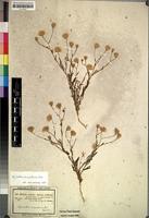 Isolectotype of Kuhnia arabica Hochst. & Steud. ex DC. [family COMPOSITAE]