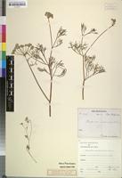Type? of Angoseseli mossamedensis (Welw. ex Hiern) C. Norman [family UMBELLIFERAE]