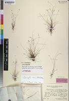 Isotype of Lipocarpha monostachya R. Gross & Mattf. [family CYPERACEAE]