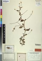 Isotype of Centema alternifolia Schinz [family AMARANTHACEAE]