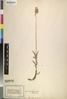 Type? of Sericocoma chrysurus Meisn. [family AMARANTHACEAE]