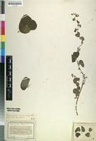 Isotype of Cissampelos apiculata Hochst. [family MENISPERMACEAE]
