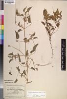 Monsonia senegalensis var. subbiflora Hochst.; nom. nud. [family GERANIACEAE]