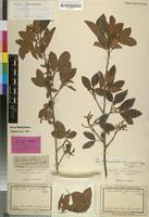 Holotype of Allophylus africanus f. senegalensis Radlk. [family SAPINDACEAE]