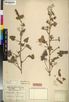 Isotype of Hibiscus engleri K.Schum. [family MALVACEAE]