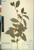 Isotype of Grewia stolzii Ulbr. [family TILIACEAE]