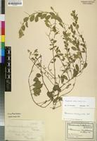 Filed as Hermannia eenii Baker f. [family STERCULIACEAE]