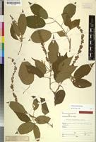 Isotype of Croton oxypetalus Müll.Arg. [family EUPHORBIACEAE]