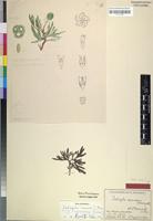 Holotype of Jatropha cervicornis Suess. [family EUPHORBIACEAE]