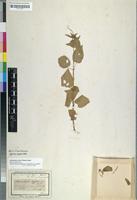 Isotype of Mercurialis caffra Meissn. [family EUPHORBIACEAE]