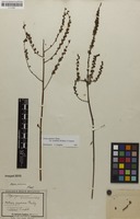 Filed as Cimicifuga japonica (Thunb.) Spreng. [family RANUNCULACEAE]