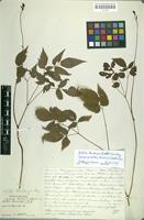 Lectotype of Hoteia thunbergii Siebold & Zucc. [family SAXIFRGACEAE]
