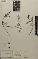 Type of Pfaffia glabrata Mart. [family AMARANTHACEAE]
