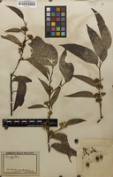 Filed as Eucalyptus sp. [family MYRTACEAE]