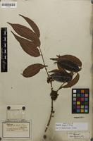 Holotype of Eugenia feijoi O.Berg [family MYRTACEAE]