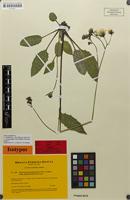 Isotype of Hieracium grovesianum subsp. nigrotectorium Gottschl. [family ASTERACEAE]