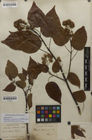 Filed as Sinoadina racemosa (Siebold & Zucc.) Ridsdale [family RUBIACEAE]