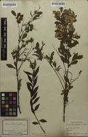 Filed as Spiraea cantoniensis Lour. [family ROSACEAE]