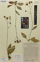 Isotype of Hieracium beauverdianum subsp. laricicola C.Bicknell & Zahn [family ASTERACEAE]