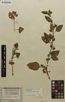 Filed as Solanum villosum Mill. [family SOLANACEAE]
