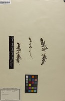 Filed as Myriophyllum verticillatum L. [family HALORAGACEAE]