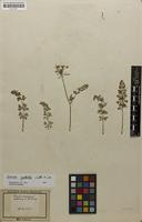 Type? of Daucus creticus Mill. [family APIACEAE]