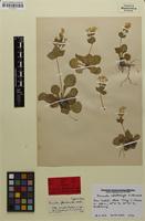 Isotype of Primula floribunda subsp. occidentalis Wendelbo [family PRIMULACEAE]