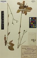 Isolectotype of Hieracium vulgatum var. perdecrescens Zahn [family ASTERACEAE]