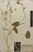 Convolvulus hirsutus M.Bieb. [family CONVOLVULACEAE]