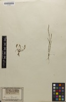 Isosyntype of Plantago tenuiflora Waldst. & Kit. [family PLANTAGINACEAE]