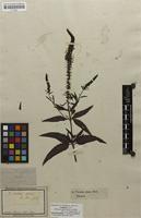 Isotype of Veronica elatior Ehrh. ex Willd. [family SCROPHULARIACEAE]
