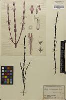 Filed as Striga gesnerioides (Willd.) Vatke [family SCROPHULARIACEAE]