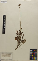 Filed as Valeriana capensis Thunb. [family VALERIANACEAE]