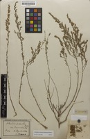 Type? of Artemisia herba-alba var. oranensis Debeaux [family ASTERACEAE]