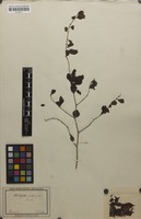 Syntype of Rochefortia ovata Sw. [family BORAGINACEAE]