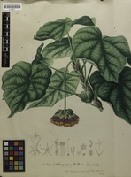 Filed as Dombeya wallichii (Lindl.) K.Schum. [family STERCULIACEAE]